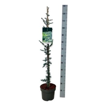 Cedrus libani 'Glauca'