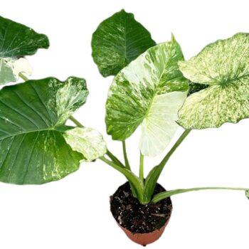 Alocasia Gageana Variegata