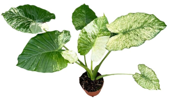 Alocasia Gageana Variegata