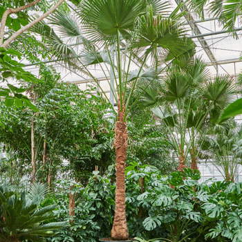 Livistona chinensis Stem