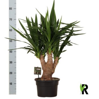 Yucca elephantipes