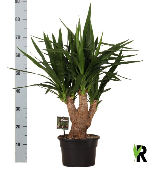 Yucca elephantipes