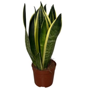 Sansevieria Canary
