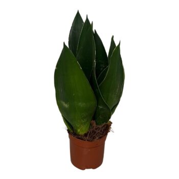 Sansevieria Black Diamond