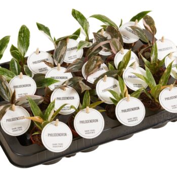Philodendron Princess Mix