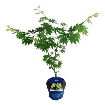 Acer Arctic Jade ®