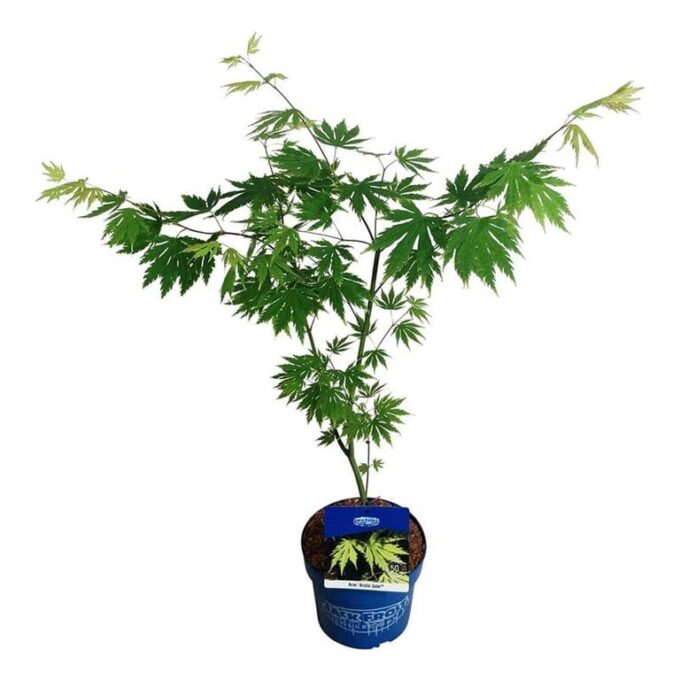 Acer Arctic Jade ®