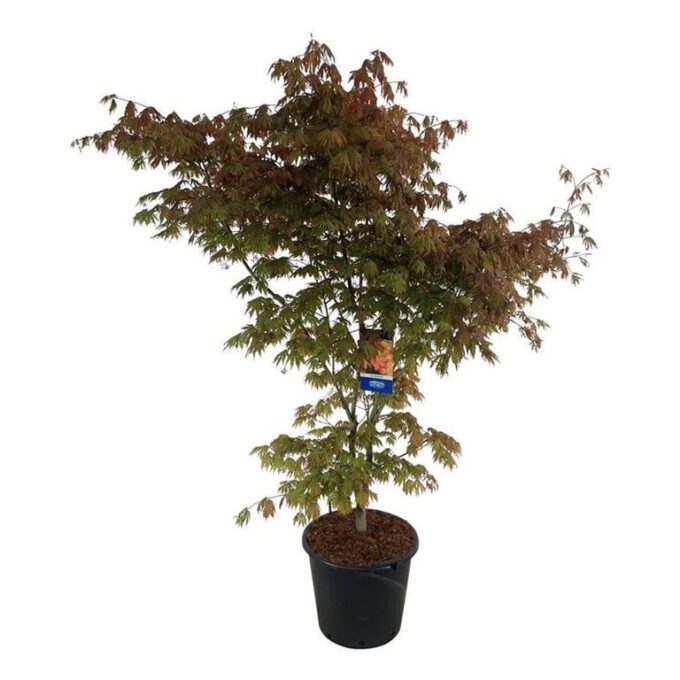 Acer North Wind ®