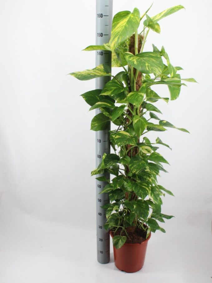 Epipremnum Aureum