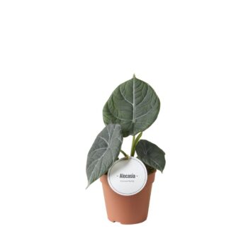 Alocasia Maharani