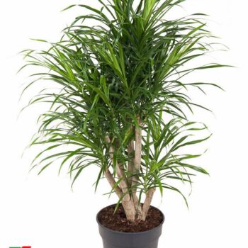 Dracaena Anita variegata branched