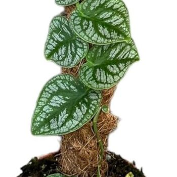 Monstera Dubia