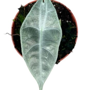 Alocasia Longiloba Silver