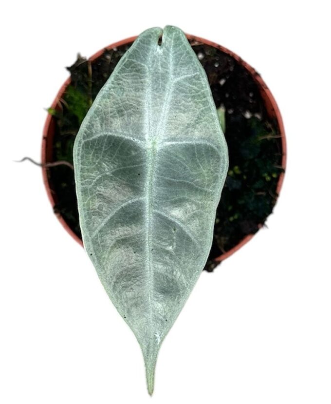 Alocasia Longiloba Silver