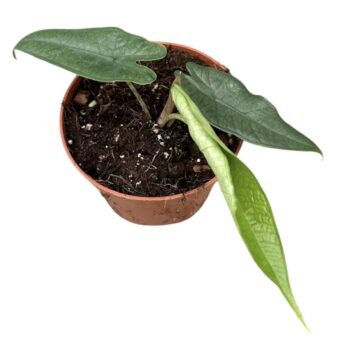 Alocasia Sulawesi Green Carpet