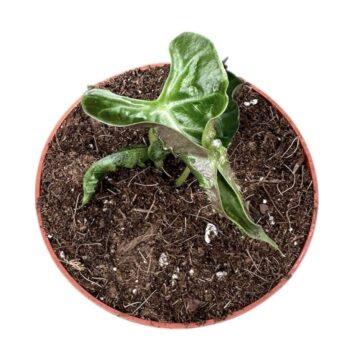 Alocasia Loco