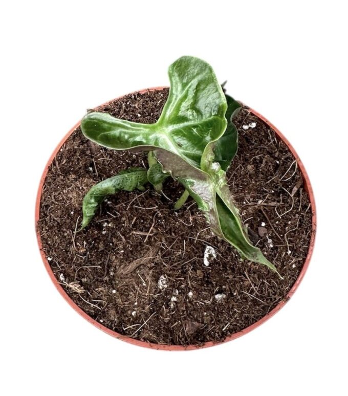 Alocasia Loco