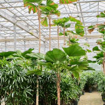 Licuala grandis (450-500) Stem