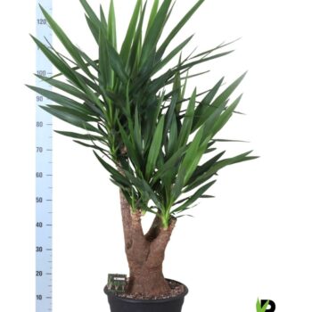 Yucca elephantipes