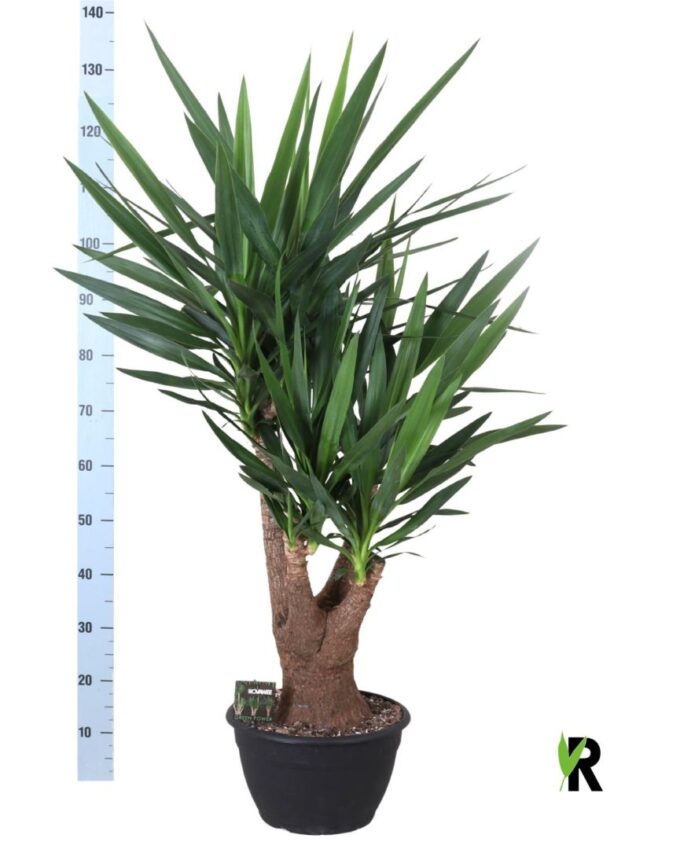 Yucca elephantipes