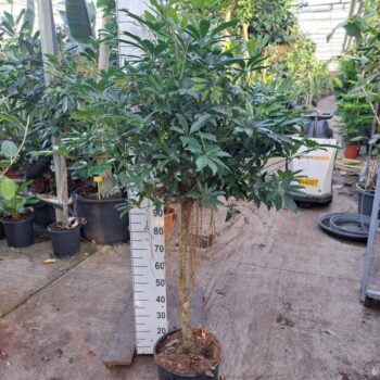 Schefflera arboricola 'Compacta' rechte stam