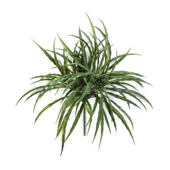 Woodrush grass bunch -uv