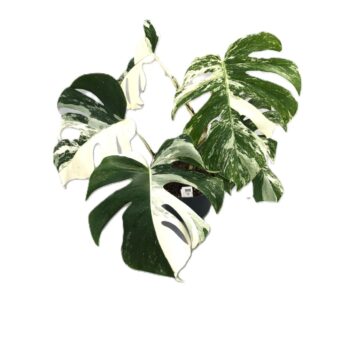 Monstera deliciosa 'variegata'