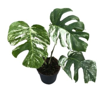 Monstera deliciosa 'variegata'