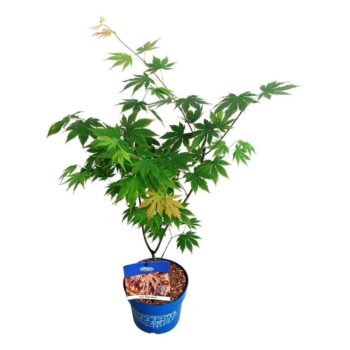 Acer North Wind ®