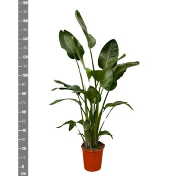 Strelitzia Nicolai