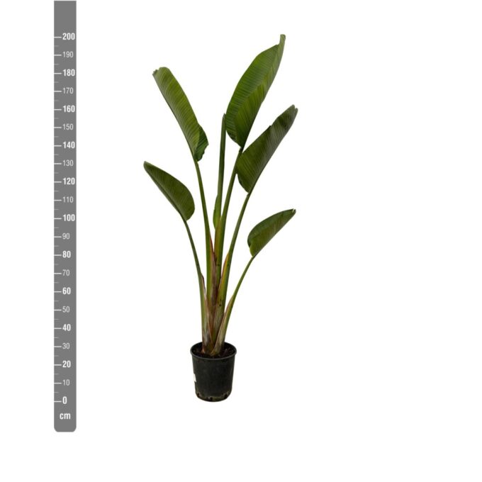 Strelitzia Nicolai