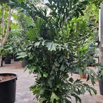 Caryota mitis
