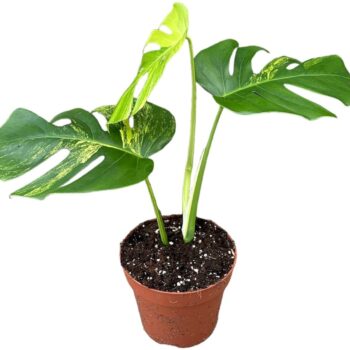 Monstera Deliciosa Aurea