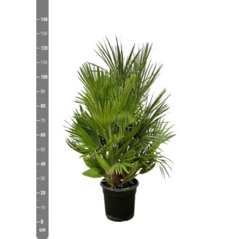 Chamaerops Humilis