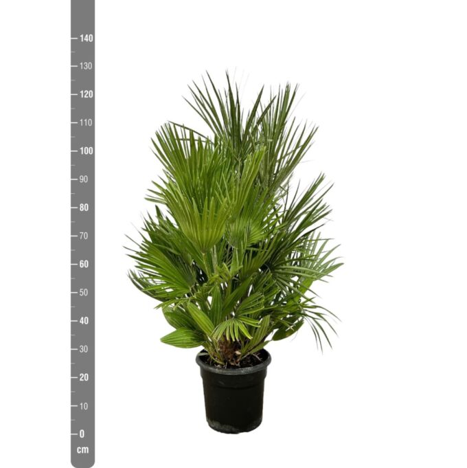 Chamaerops Humilis
