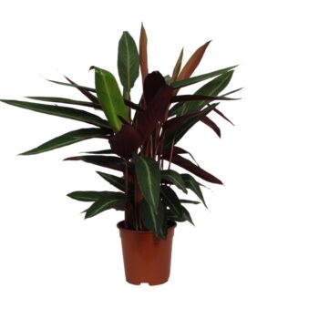 Calathea Stripestar