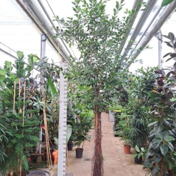 Ficus Natalensis Lynn multistam met luchtwortels