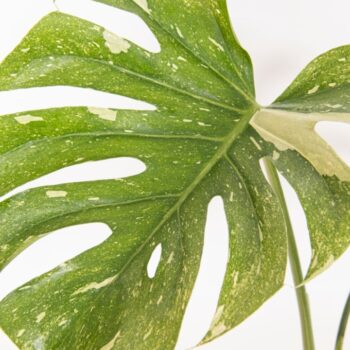 Monstera deliciosa 'Thai Constellation' P19