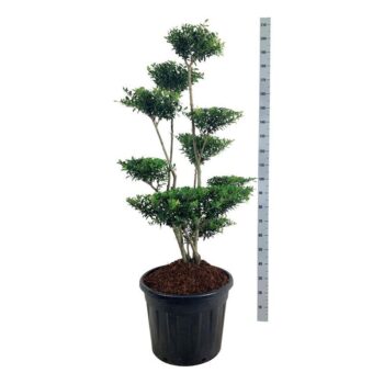 Ilex crenata 'Blondie'
