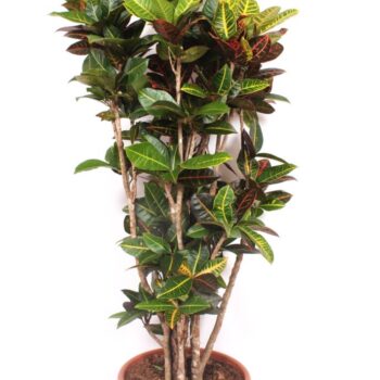 Codiaeum Petra (Croton Petra)