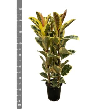 Ficus Tineke toef - 150cm