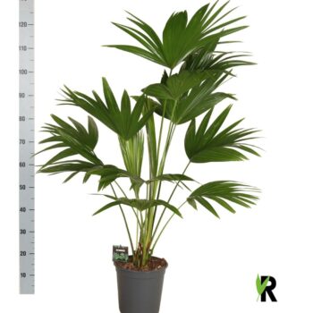 Livistona chinensis 3 pp
