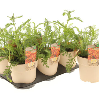 Achillea Milly Rock Red (Climate Proof)