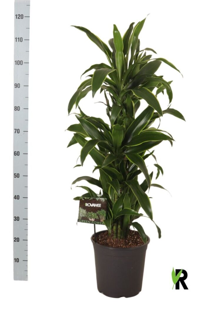 Dracaena Arturo