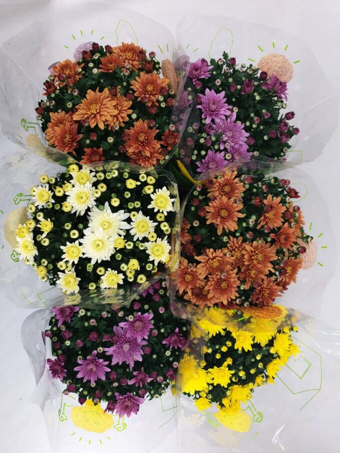 Chrysanthemum Homerun mix