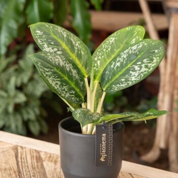 Aglaonema Onyx Green