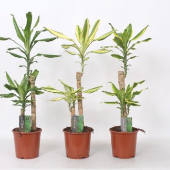 Dracaena 1-Kop, 17 cm pot