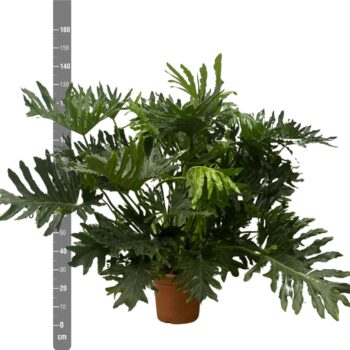 Philodendron Selloum - 110cm