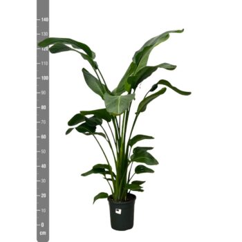 Strelitzia Nicolai