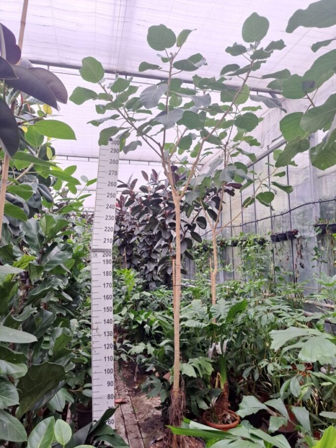 Ficus auriculata Everest stam 370